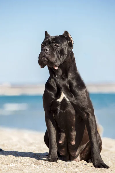 Talyan Cane Corso Köpeği Açık Havada — Stok fotoğraf