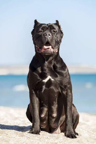 Talyan Cane Corso Köpeği Açık Havada — Stok fotoğraf