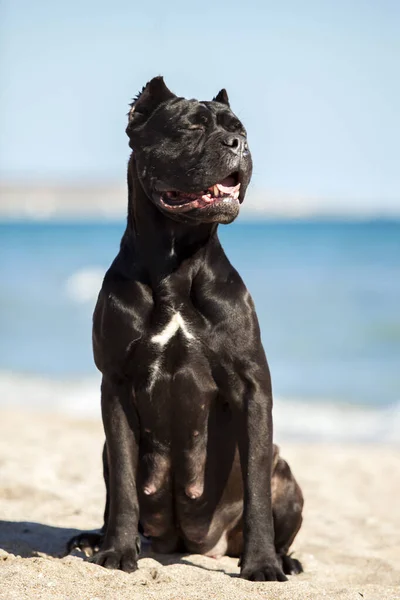 Italiaanse Cane Corso Hond Buiten — Stockfoto
