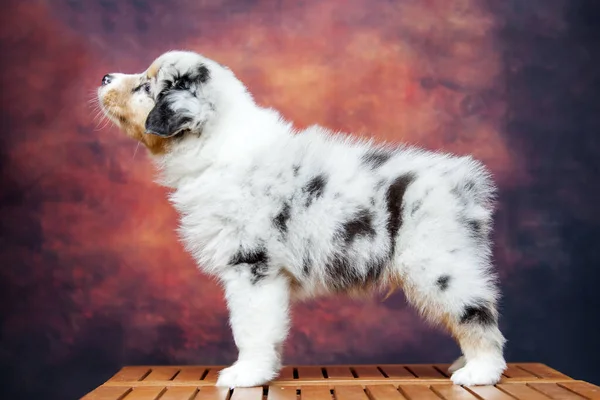 Little Cute Australian Shepherd Puppy — Stok Foto