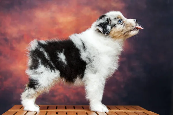 Little Cute Australian Shepherd Puppy — Stok Foto