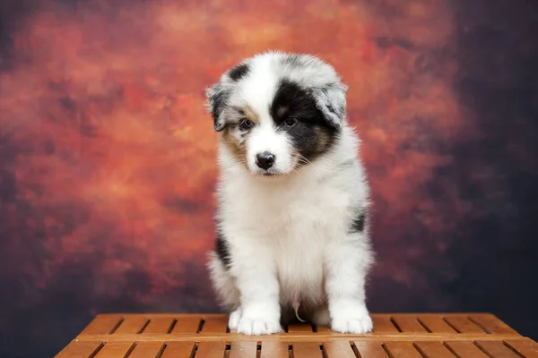 Lilla Söta Australiska Shepherd Valp — Stockfoto