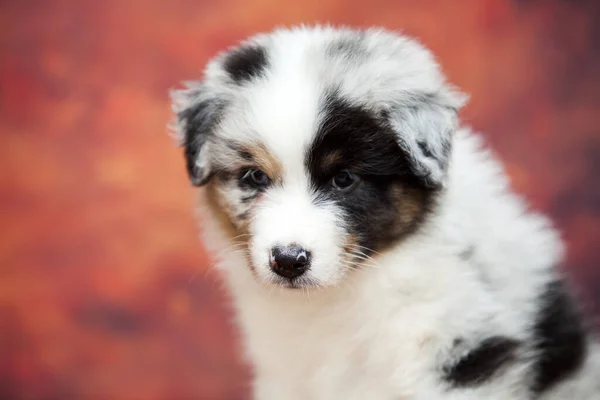 Pequeño Lindo Pastor Australiano Cachorro — Foto de Stock