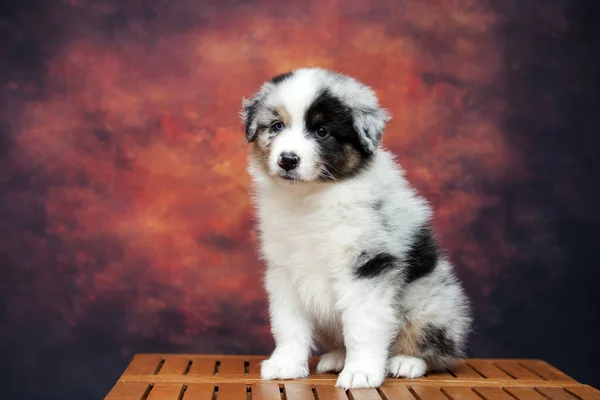 Kleine Schattige Australische Herder Puppy — Stockfoto