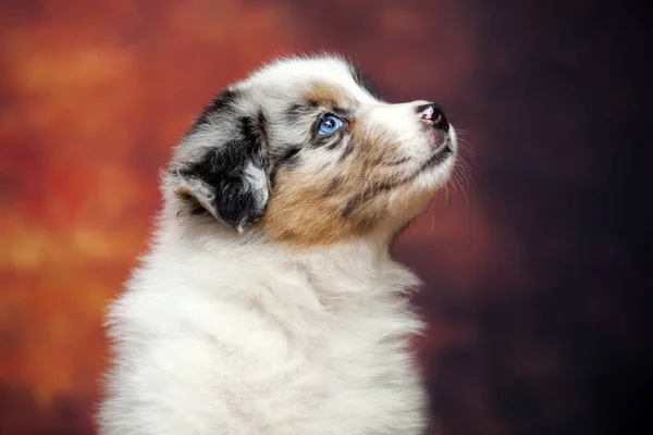 Pequeno Cachorro Pastor Australiano Bonito — Fotografia de Stock