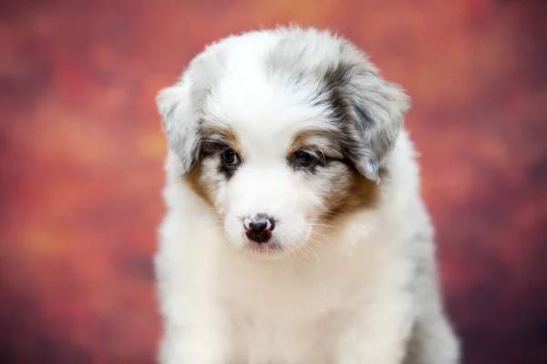 Pequeno Cachorro Pastor Australiano Bonito — Fotografia de Stock