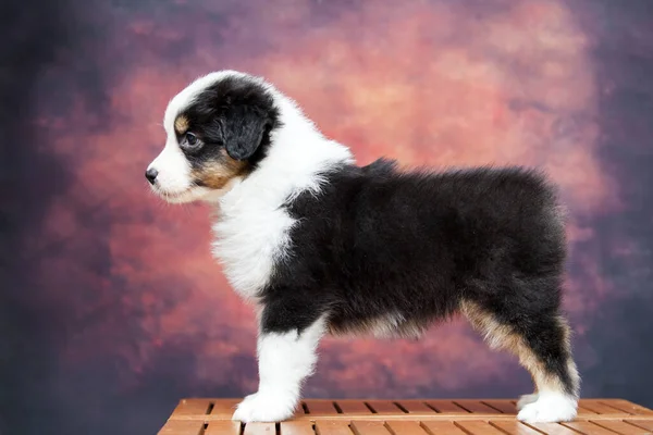 Kleine Süße Australian Shepherd Welpen — Stockfoto