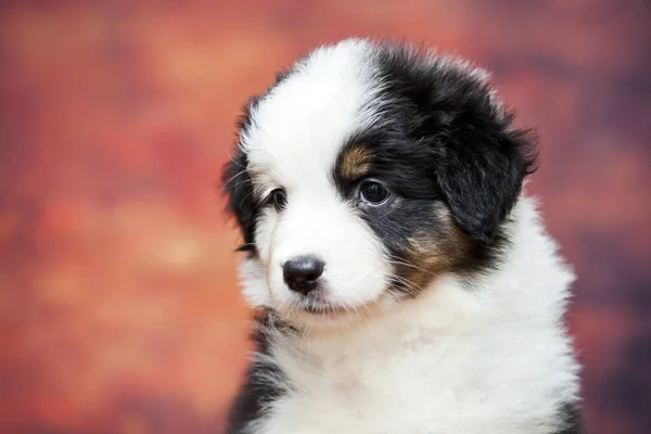 Little Cute Australian Shepherd Puppy — Stock Photo, Image