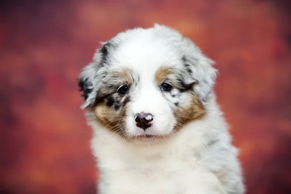 Little Cute Australian Shepherd Puppy — Stock Photo, Image