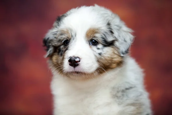 Little Cute Australian Shepherd Puppy — Stock Photo, Image