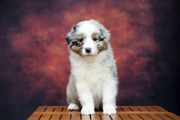 Kleine Schattige Australische Herder Puppy — Stockfoto