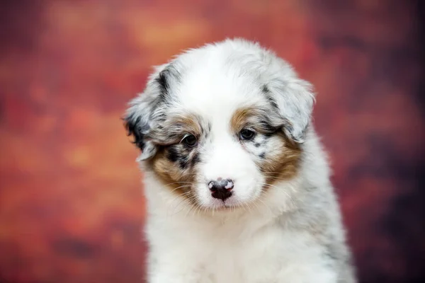 Pequeño Lindo Pastor Australiano Cachorro — Foto de Stock