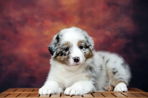 Little Cute Owczarek Australijski Szczeniak — Zdjęcie stockowe