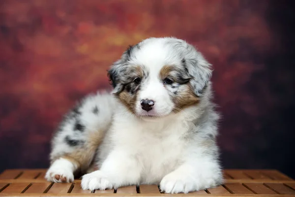 Kleine Süße Australian Shepherd Welpen — Stockfoto