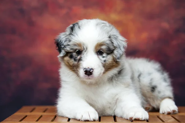 Little Cute Australian Shepherd Puppy — Stock Photo, Image