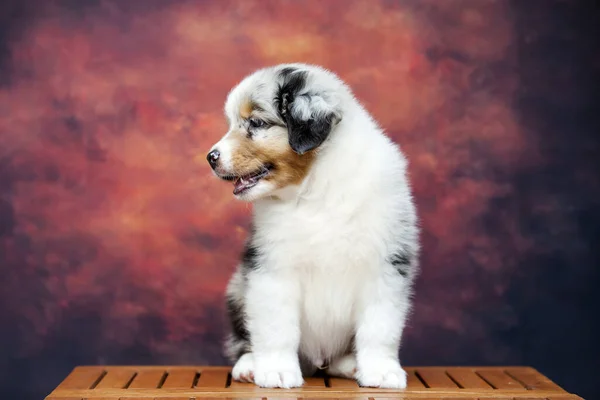 Kleine Schattige Australische Herder Puppy — Stockfoto