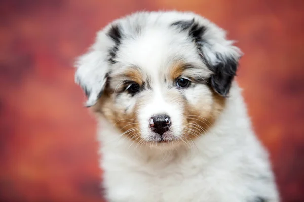 Little Cute Owczarek Australijski Szczeniak — Zdjęcie stockowe