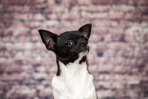 Perro Chihuahua Lindo Pura Raza —  Fotos de Stock