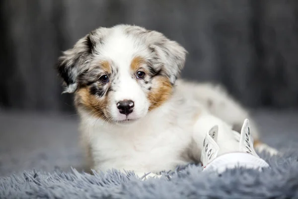 Little Cute Owczarek Australijski Szczeniak — Zdjęcie stockowe