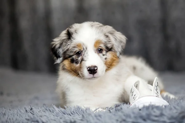 Little Cute Australian Shepherd Puppy — Stock Photo, Image