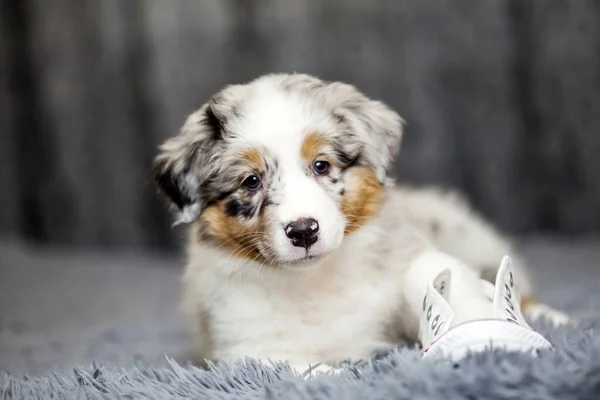 Little Cute Australian Shepherd Puppy — Stock Photo, Image