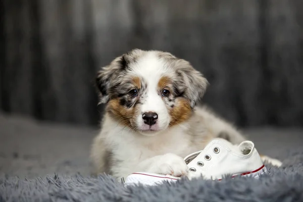 Cão Pastor Inglês Velho Que Está Na Grama Foto de Stock - Imagem