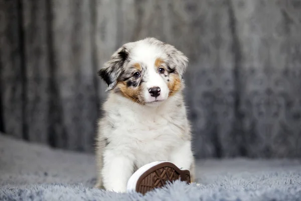 Little Cute Australian Shepherd Puppy — Stock Photo, Image