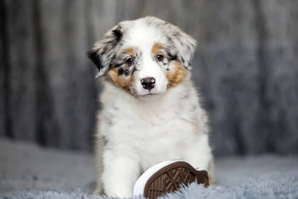 Pequeno Cachorro Pastor Australiano Bonito — Fotografia de Stock