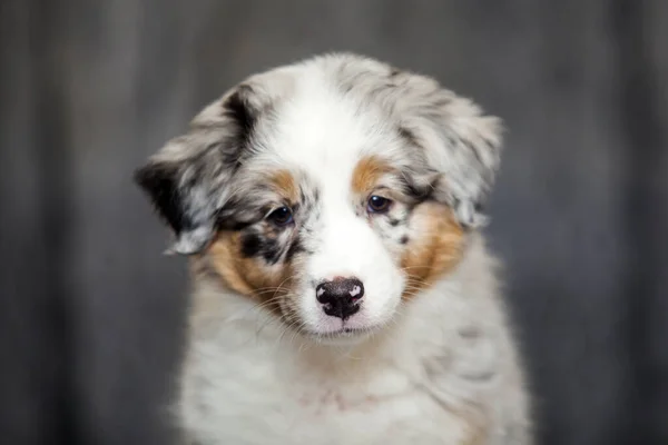 Pequeno Cachorro Pastor Australiano Bonito — Fotografia de Stock