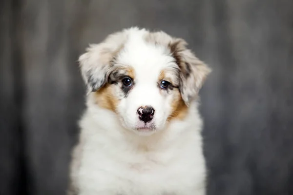 Little Cute Australian Shepherd Puppy — Stock Photo, Image