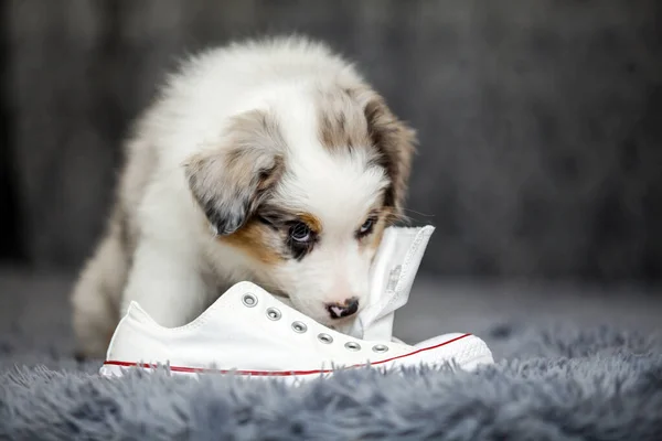 Little Cute Australian Shepherd Puppy — Stock Photo, Image