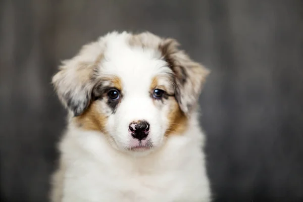 Kleine Süße Australian Shepherd Welpen — Stockfoto