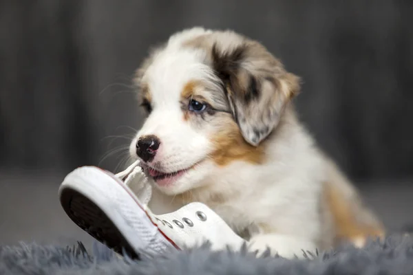 Little Cute Australian Shepherd Puppy — Stock Photo, Image