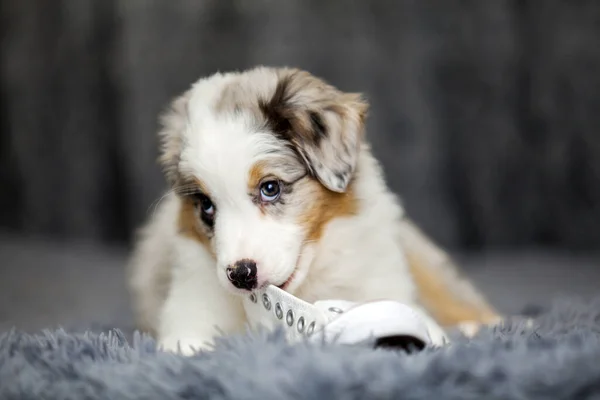 Pequeno Cachorro Pastor Australiano Bonito — Fotografia de Stock