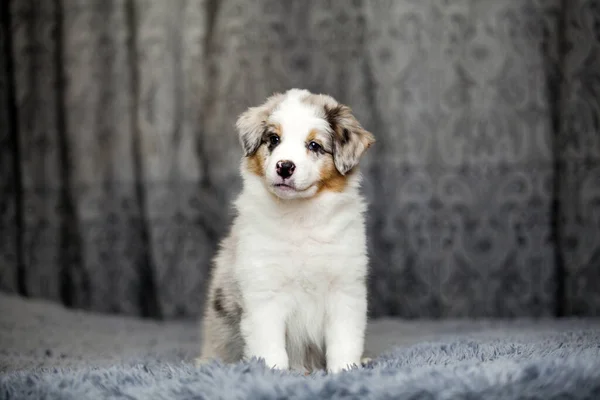 Pequeno Cachorro Pastor Australiano Bonito — Fotografia de Stock