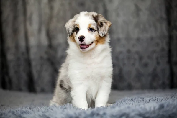 Little Cute Australian Shepherd Puppy — Stock Photo, Image