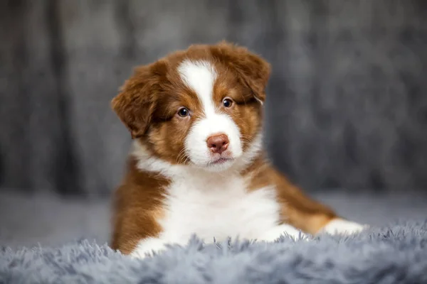 Little Cute Owczarek Australijski Szczeniak — Zdjęcie stockowe