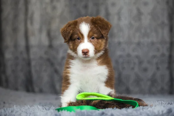 Pequeno Cachorro Pastor Australiano Bonito — Fotografia de Stock