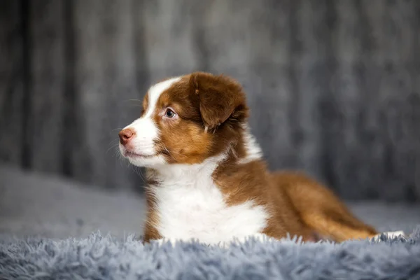 Pequeno Cachorro Pastor Australiano Bonito — Fotografia de Stock