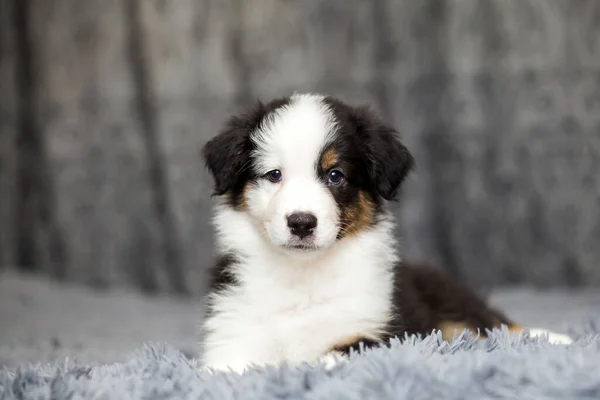 Pequeno Cachorro Pastor Australiano Bonito — Fotografia de Stock