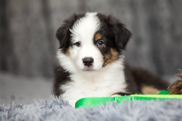 Pequeno Cachorro Pastor Australiano Bonito — Fotografia de Stock