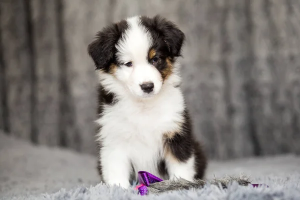 Kleine Schattige Australische Herder Puppy — Stockfoto