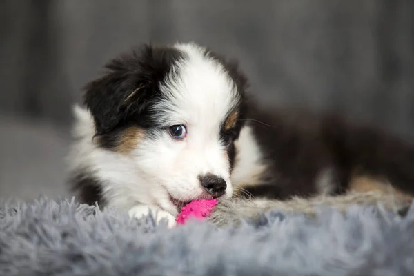 Kleine Schattige Australische Herder Puppy — Stockfoto