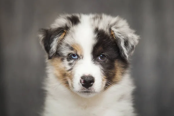 Pequeno Cachorro Pastor Australiano Bonito — Fotografia de Stock