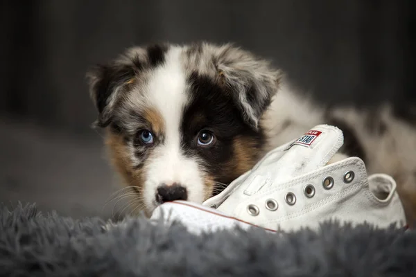 Little Cute Australian Shepherd Puppy — Stock Photo, Image