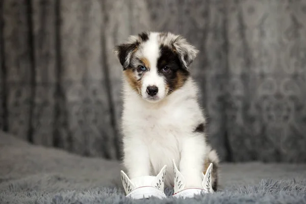 Little Cute Australian Shepherd Puppy — Stock Photo, Image