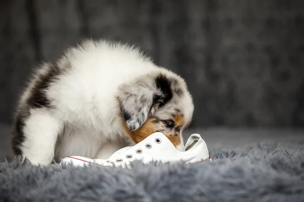 Little Cute Australian Shepherd Puppy — Stock Photo, Image