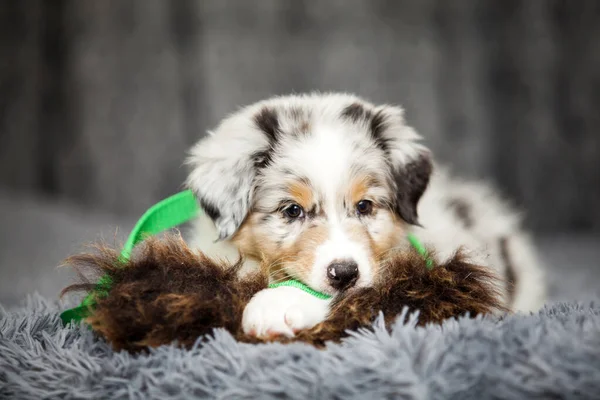 Kleine Schattige Australische Herder Puppy — Stockfoto