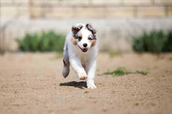 Little Cute Owczarek Australijski Szczeniak — Zdjęcie stockowe