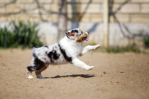 Pequeno Cachorro Pastor Australiano Bonito — Fotografia de Stock